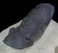 Large Paralejurus Trilobite #36838-3